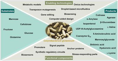 Editorial: Engineering Corynebacterium glutamicum Chassis for Synthetic Biology, Biomanufacturing, and Bioremediation